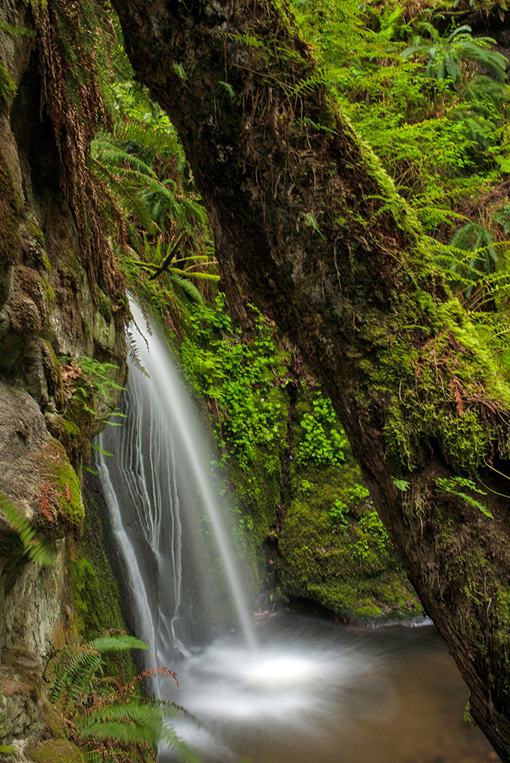 Grove of Life Waterfall